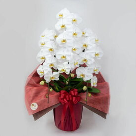 胡蝶蘭(スタンダードタイプ) 3本立 ホワイト ピンク