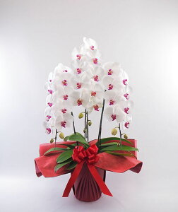 Ӓ(rWlXO[h^Cv)3{ ԃbv