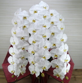 胡蝶蘭（スーパーハイグレード）3本立 ホワイト