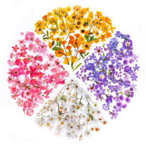 YOVOY 164 R[W f V[ ԃV[Zbg t[NV[ XebJ[ e    A 蒠fރXebJ[ KXrƉ