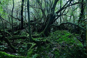 ND ^yXg[ v EY R ؘR v  CeA ǖ  ܂G i iF i 唻 傫   t G v[g wiz  CX^f zoom