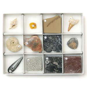 SCIENCE Fossils specimens j[A ΁uΕW{12ZbgiJuAォV܂Łjv^t