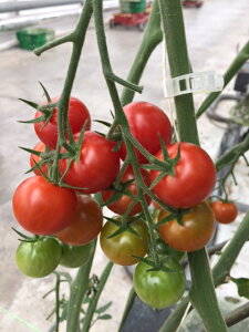 IveB}Nbv 23mm (12,000) Ƃ܂ƗU⏕