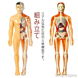 【送料無料】人体模型 骨格模型 解剖 胴体模型 玩具 おもちゃ モデル 知育玩具 人体パズル キッズ 組み立て 骨 臓器 説明書付き 学習キット