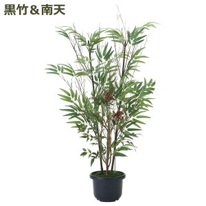 南天 観葉植物の人気商品 通販 価格比較 価格 Com