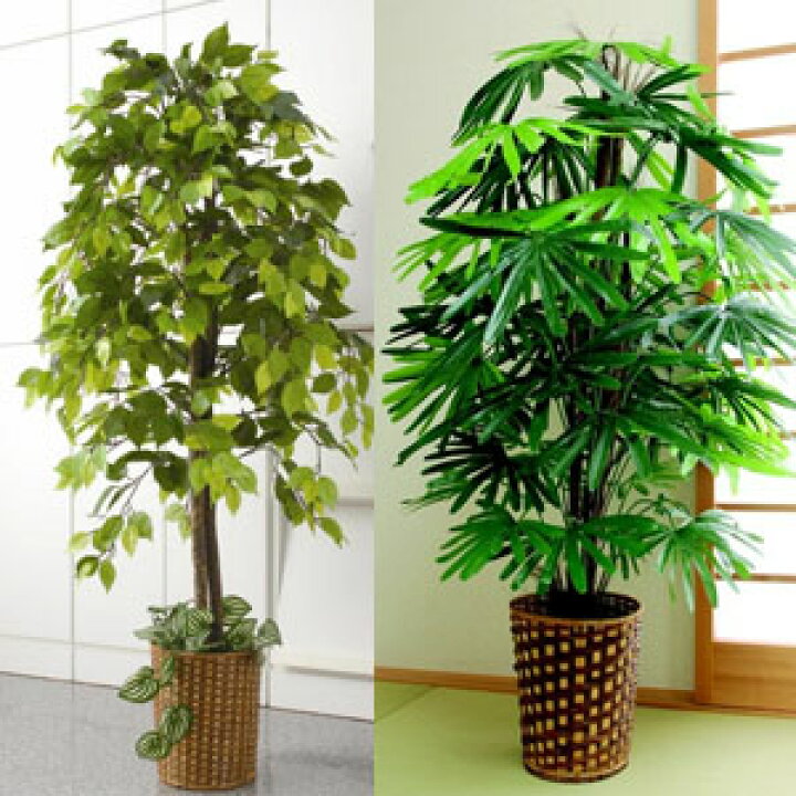 楽天市場 人工大型観葉植物 観葉植物 ベンジャミン 観音竹 レビューで選べる特典 人工観葉植物 インテリアグリーン 大型 フェイク 造花 Nstショッピング