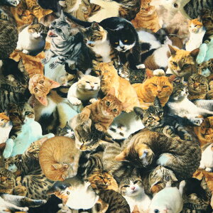 nC`[YI V[`On CNWFbg CNWFbg  L cat dog Avg obO CeA  nhCh |[` zn 50cmP