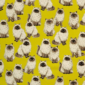 ڋʏiᖳVsLq} }Ki IbNXn L cat obO CeA nhCh lC  ٖD 50cmP