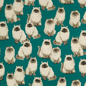 ڋʏiᖳVsLq} }Ki IbNXn L cat obO CeA nhCh lC  ٖD 50cmP