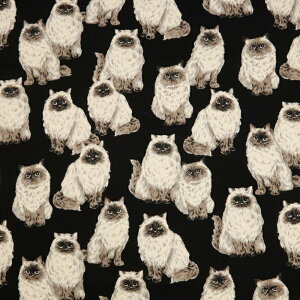 ᖳVsLq} }Ki IbNXn L cat obO CeA nhCh lC  ٖD 50cmP