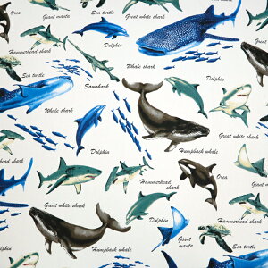 ᖳVsL␅ IbNXn WxCU CJ T D C̒  w w nhCh ٖD  zn 50cmP