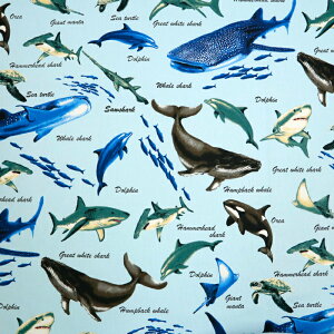 ᖳVsL␅ IbNXn WxCU CJ T D C̒  w w nhCh ٖD  zn 50cmP