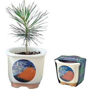 V| t / H ̂Ђ뉀 ܂ߖ~ ~̓Lbg ~j ͔|Lbg Ă  ȒP ͔|Zbg ( R ) ̕9cm JAPANESE BONSAI k ԕxm ̓ ̓ v[g