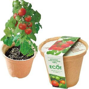 聖新陶芸 冬 / 春 / 夏の 家庭菜園 簡単 栽培キット ゆったり育てる ミニトマト 野菜 栽培セット ( 自由研究 / 食育 ) M 鉢の径14cm エコット 母の日 プレゼント 誕生日 GD-41109
