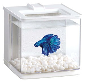 WFbNX GEX A QUARIUM yA NA zCg ȒPRpNgx^W16×D17×H16cm 2.1L