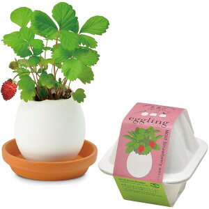 V| ʔN ƒ؉ ȒP ͔|Lbg ChXgx [  n[u ͔|Zbg (R/H) 7×9cm GbOO GR ̓ v[g a EG-6003