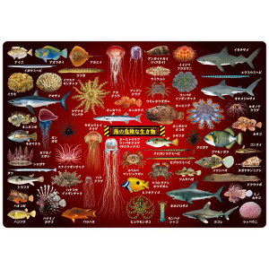 ザ・アクセス 下敷き 海の危険生物 大全 水族館 A4