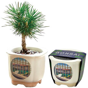 V| t/H ̂Ђ뉀 ܂ߖ~ ~̓Lbg ~j ͔|Lbg Ă ԏ ȒP ͔|Zbg (R) ̕ 9cm JAPANESE BONSAI xmƔL ̓ ̓ v[g a GD