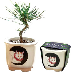 V| t/H ̂Ђ뉀 ܂ߖ~ ~̓Lbg ~j ͔|Lbg Ă ԏ ȒP ͔|Zbg (R) ̕ 9cm JAPANESE BONSAI L ̓ ̓ v[g a GD-64005