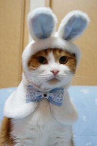 L̂muGKgȂu[ZbgvLbgEFALRXv㋉