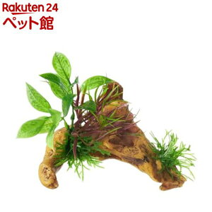 癒し水景 水草付き流木 ニードル(1個)【2112_mtmr】【癒し水景】