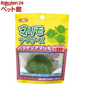 楽天市場 天然 まりもの通販