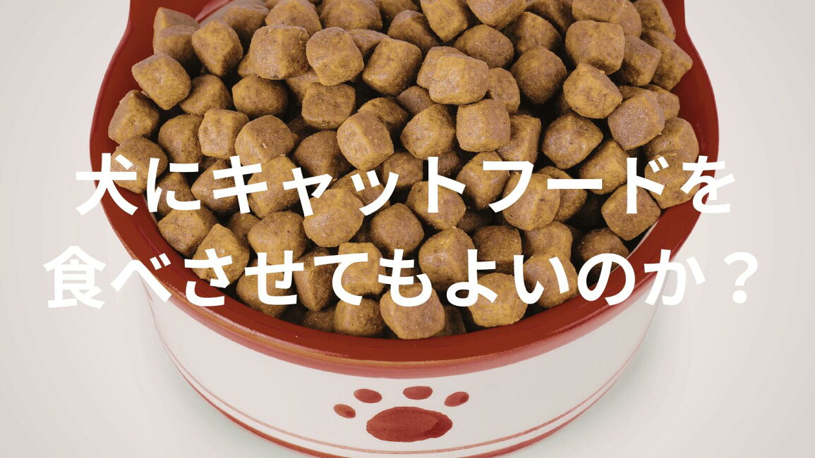 楽天市場 | 日優犬高松 - 犬にキャットフードを食べさせてもよいのか 