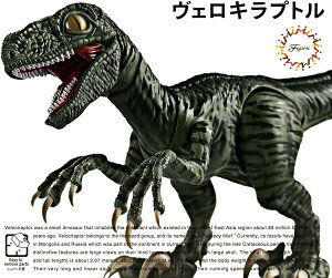 tW~͌^ RV[Y No.003 傤イ FLvg Fσvf