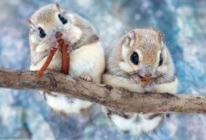 �W�O�\�[�p�Y�� 300�s�[�X ���������G�]�������K 38×26cm 300-102