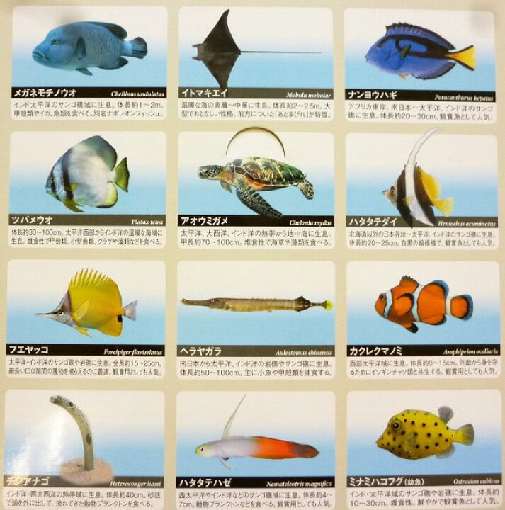 楽天市場 立体海洋生物図鑑 Vol 1 海の生き物 12類種 リアルフィギュア トイスタジアム2号店