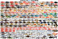 おきなわのお魚292種類 A1ヨコ ポスター