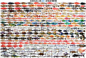 おきなわのお魚292種類 A1ヨコ ポスター