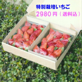 特別栽培 いちご　うち使い・身内へのギフト用　　500g(250g×2)　愛知県産　ゆめのか