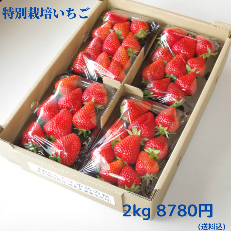 MOA特別栽培による、安全で安心なイチゴです。 特別栽培 いちご 身内へのギフト・贈答、うち使い用 2kg(250g×8パック) ゆめのか 愛知県産 フルーツ 【送料無料】