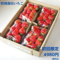 特別栽培 いちご　身内へのギフト・贈答、うち使い用　1箱1kg(250g×4パック) 　ゆめのか　愛知県産　フ…