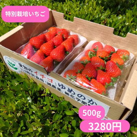 特別栽培 いちご　うち使い・身内へのギフト用　　500g(250g×2)　愛知県産　ゆめのか