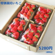 特別栽培 いちご　身内へのギフト・贈答、うち使い用　1箱1kg(250g×4パック) ゆめのか　愛知県産　フル…