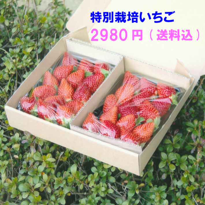 愛知県産の 特別栽培によって生産されたイチゴです 分量は250gのパック2つ分 在庫一掃売り切りセール 合計500gです おもに身内へのギフトやうち使い用などにおすすめです 特別栽培 いちご ゆめのか 上等 うち使い 500g 身内へのギフト用 愛知県産 250g×2