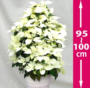 |CZ`A 9EA1m̃^[^ΕANX}XMtgAjAv[gpɃMtgdlł͂܂B1[gAԂŕsꂽp̓NX}X̃fBXv