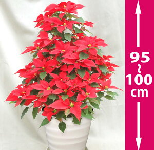 A|CZ`A 9EԁA1m̃^[^ΕANX}XMtgAjAv[gpɃMtgdlł͂܂B1[gAԂŕsꂽp̓NX}X̃fBX