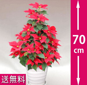生花 ポインセチア 鉢植えの人気商品 通販 価格比較 価格 Com 生花 ポインセチア 鉢植えの人気商品 通販 価格比較 価格 Com
