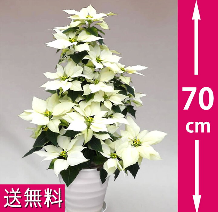 楽天市場 鉢植えポインセチア 70cmのタワー7号 白 お歳暮 クリスマスギフト プレゼント用のギフトに最適 高さ70センチのタワータイプ コンパクトで場所を選ばずクリスマスの飾り付けに 花と緑のお店 オーク リーフ
