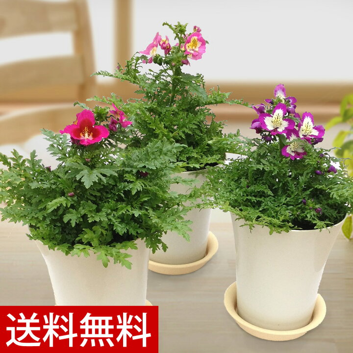 楽天市場 シザンサス 胡蝶の舞6号 バレンタインデーの鉢花プレゼントは送料無料の鉢植えギフト通販専門店 鉢花のお店オーク リーフ をご利用下さい 花と緑のお店 オーク リーフ