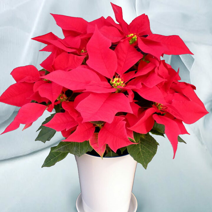 楽天市場 鉢植えポインセチア 6号レッド 鉢植え お歳暮 クリスマスギフト プレゼント用のギフトに最適 標準的な仕立てでお手頃価格 花と緑のお店 オーク リーフ
