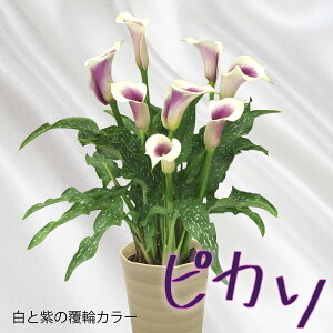生花 ギフト 鉢植えの人気商品 通販 価格比較 価格 Com 生花 ギフト 鉢植えの人気商品 通販 価格比較 価格 Com