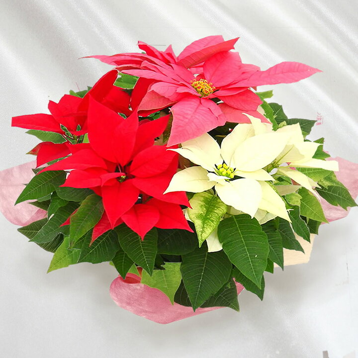 楽天市場 鉢植えポインセチア クリスタル7号 お歳暮 クリスマスギフト プレゼント用のギフトに最適 ひと鉢に3色寄せ植えした欲張りな仕立て カラフルさが売り 花と緑のお店 オーク リーフ
