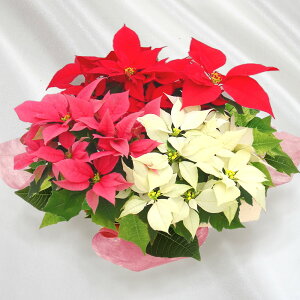 A|CZ`AuNX^8vΕANX}XMtgAv[gp̃MtgɍœKЂƔ3F񂹐A~ȎdāBقǂ̃{[