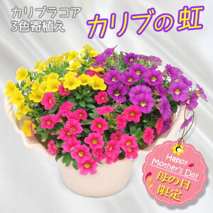 母の日 鉢植え ギフト カリブラコア 可愛い 3色ミックス 「カリブの虹・7号」 お洒落な 鉢花 プレゼント 「鉢花のお店オーク・リーフ」 ni-ha