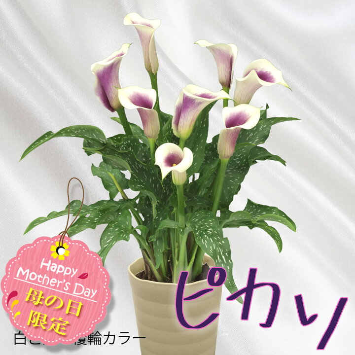 楽天市場 母の日 鉢植え ギフト 可愛い カラー ピカソ お洒落な 花鉢 プレゼント 贈る カスミソウ 感謝の花 Pi 花と緑のお店 オーク リーフ