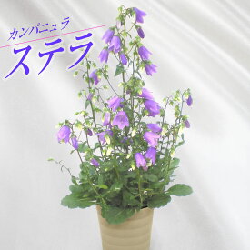 楽天市場 鉢植え 花 ガーデン Diy の通販